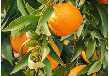aceite esencial de naranja dulce