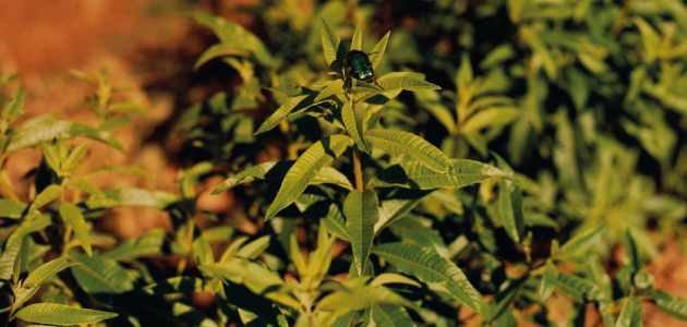 ingrediente verbena