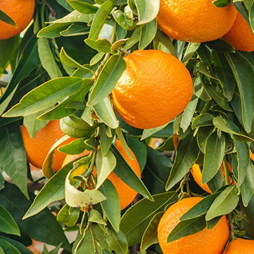 Aceite esencial de naranja dulce