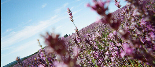 Los beneficios de la Lavanda