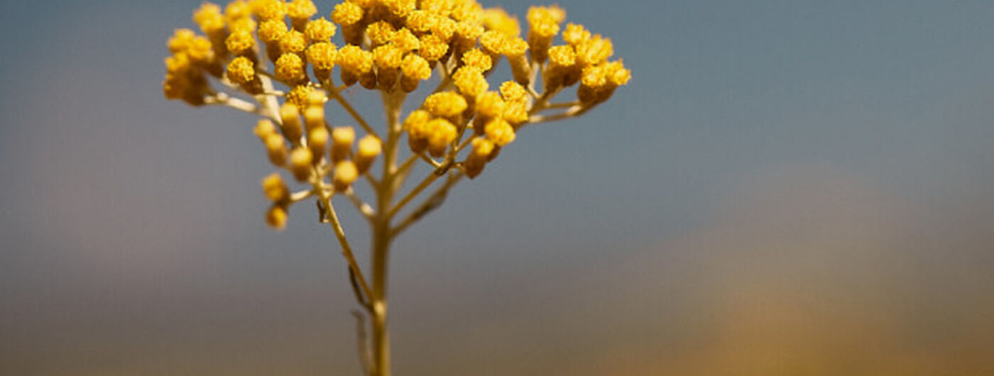 Flores de Siempreviva