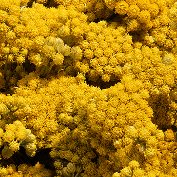 Aceite Esencial de Siempreviva