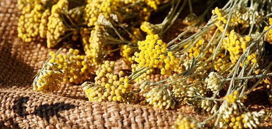 flor siempreviva