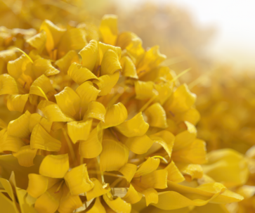 Descubre los secretos de la flor de Siempreviva