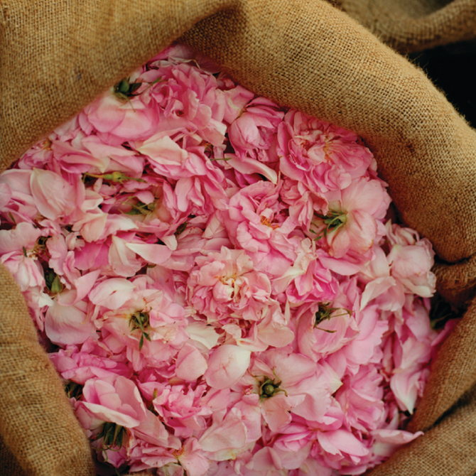 perfume rose