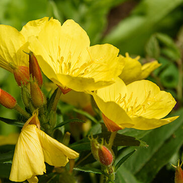 Aceite de onagra orgánico