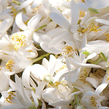 Esencia de neroli