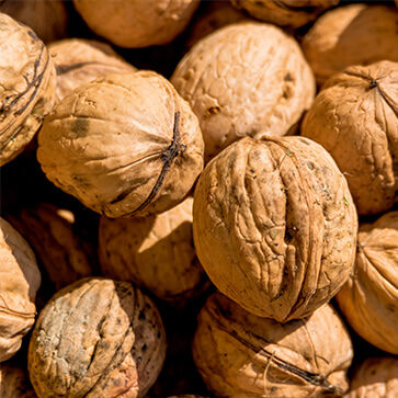 Cáscaras trituradas de nueces