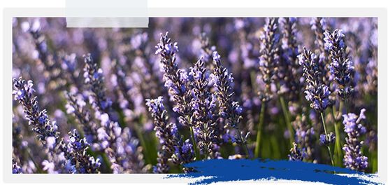 lavanda