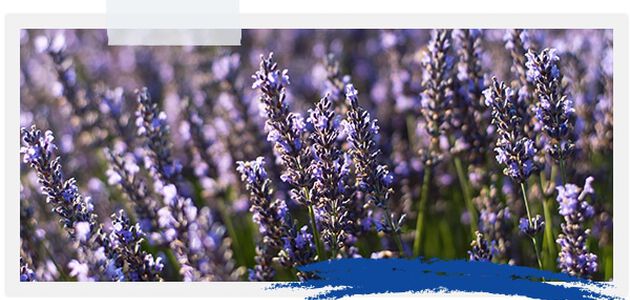lavanda