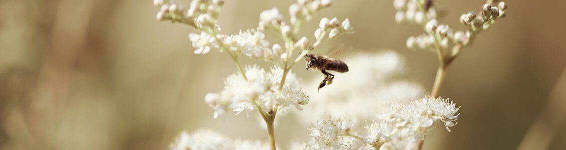 Descubre los secretos de la flor a la que llamamos "la m&aacute;s bella de la pradera".