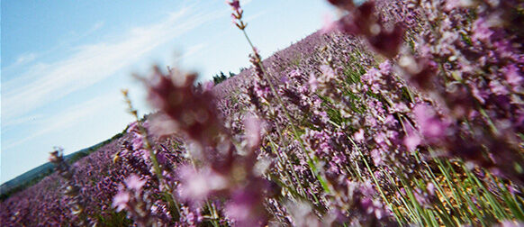 Los beneficios de la Lavanda