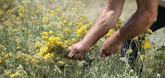 flores de siempreviva