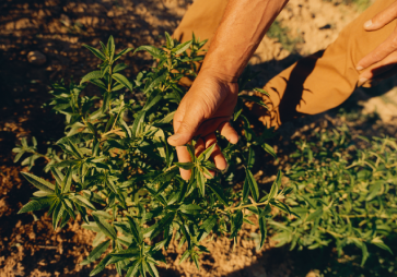 cosecha verbena