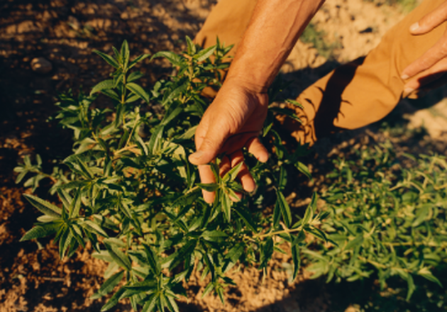 cosecha verbena
