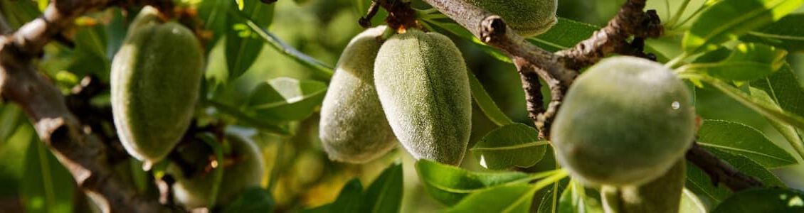 almendra dulce