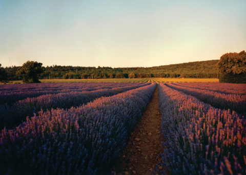 Nuestro ingrediente: la Lavanda