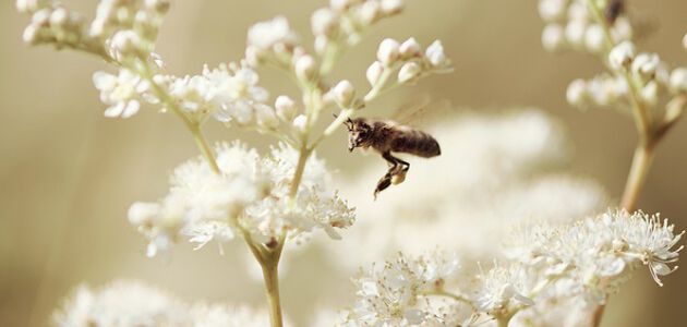 Descubre los secretos de la flor a la que llamamos "la m&aacute;s bella de la pradera".