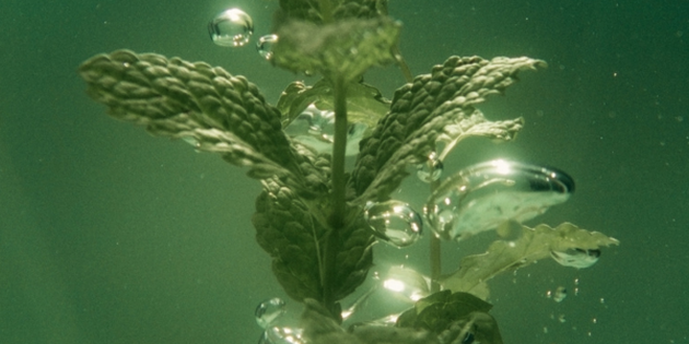El ingrediente estrella: el aceite esencial de menta.