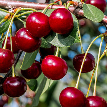 Extracto de cereza
