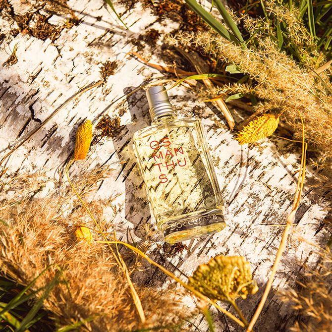 perfume osmanthus
