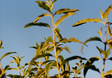 planta verbena