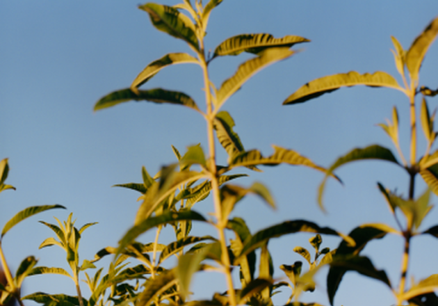 planta verbena