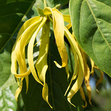 Aceite esencial de Ylang Ylang