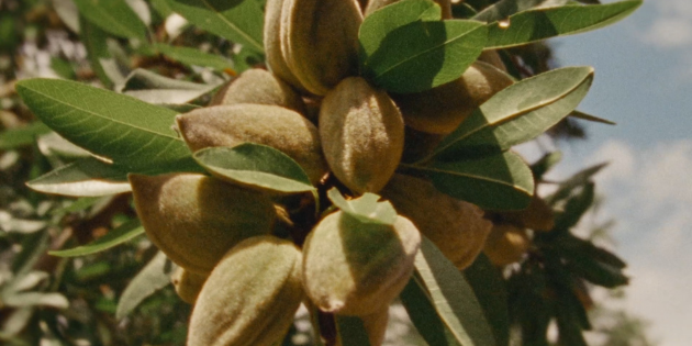&iquest;Qu&eacute; es y qu&eacute; propiedades tiene el aceite de almendras?