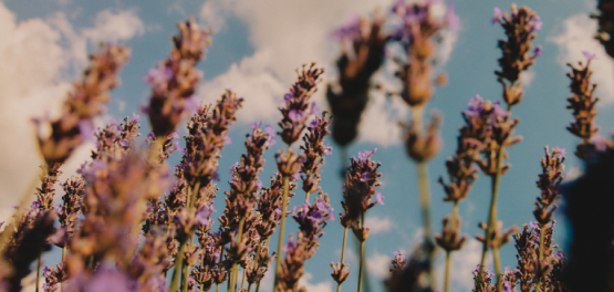 rama de lavanda