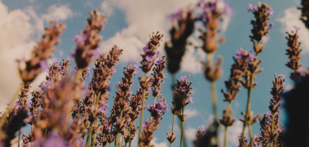 rama de lavanda