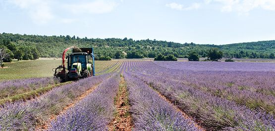 campos de lavanda