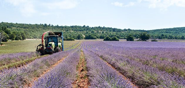 campos de lavanda