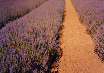 Condiciones para cultivar la Lavanda