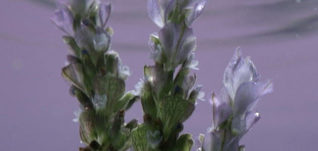 aceite esencial de lavanda