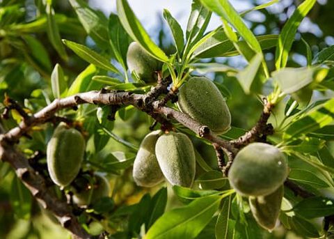 almendra