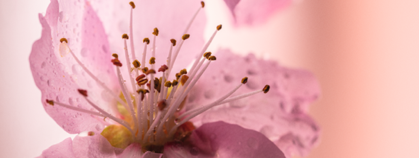 ingrediente flores de cerezo