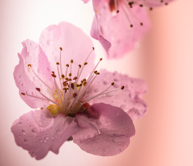 ingrediente flores de cerezo