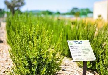 El jardín mediterráneo