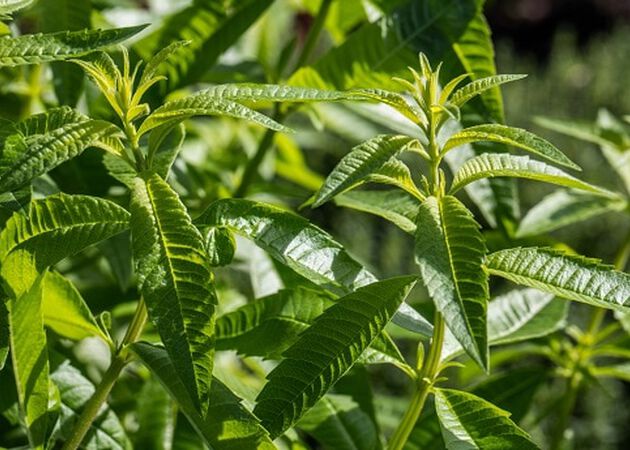 Verbena, el ingrediente m&aacute;s fresco