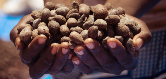 El Ingrediente: La Manteca de Karit&eacute;
