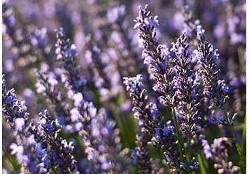 aceite esencial lavanda dop