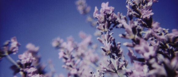 ¿Cómo ayuda L'OCCITANE a proteger la Lavanda?