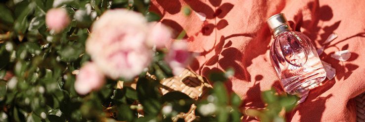 collection rose 