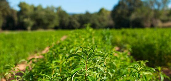 campos de verbena