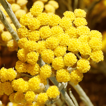 Agua Floral de Siempreviva Org&aacute;nica