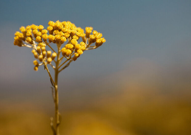Flores de Siempreviva