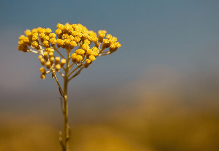 Flores de Siempreviva