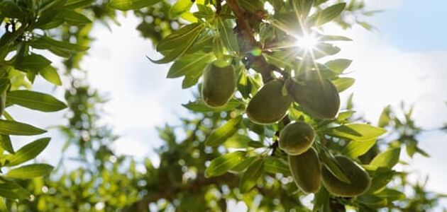 almendros