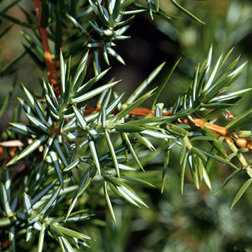 Aceite esencial de enebro org&aacute;nico